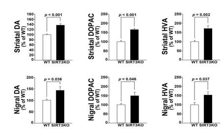 SIRT3-결핍 마우스의 흑질 및 선조체에서 도파민과 대사체의 양적 수준