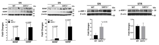 SIRT3 소실에 의한 신경영양인자 및 mTOR 신호 변화