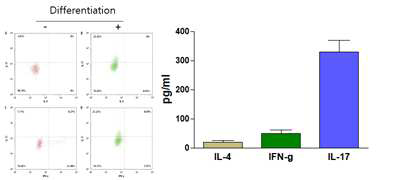 Naive CD4+ T cell을 이용한 Th-17 세포 분화 결과 및 ELISA 를 이용한 Th17 세포 검증