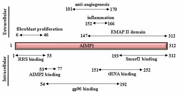 AIMP1의 domain별 기능 요약