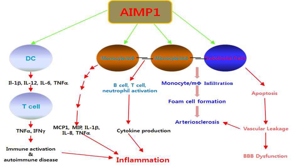 염증 매개 cytokine으로서 AIMP1의 기능 요약