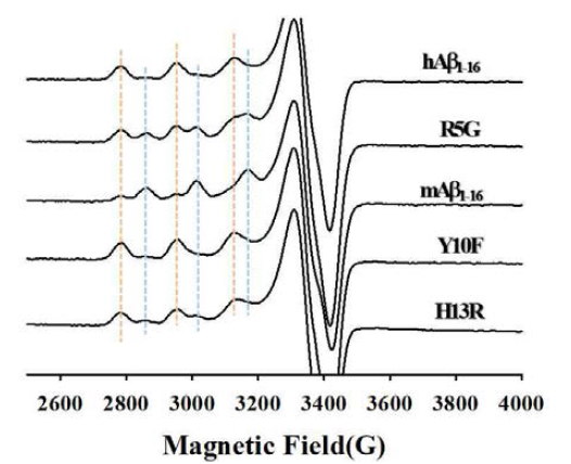 Cu2+Aβ1-16 에 관한 전자상자기공명 스펙트럼. 주황색 점선: component I, 파란 점선: component II