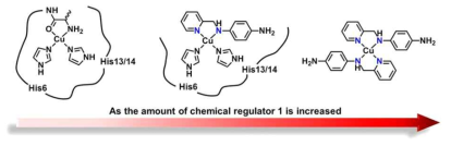 Cu(II)-Aβ1-16에 첨가한 chemical regulator 1의 반응 기전