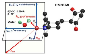 D2O와 TEMPO-MI group 사이의 예상 수소 결합