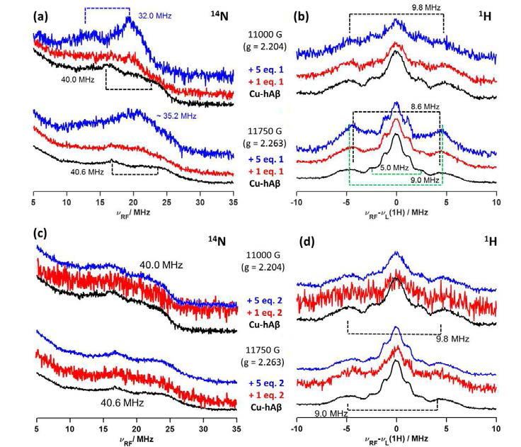 (a) Cu(II)-Aβ1-40 와 1 첨가에 따른 14N 및 (b) 1H ENDOR 스펙트럼 변화. (c) Cu(II)-Aβ1-40 와 2 첨가에 따른 14N 및 (d) 1H ENDOR 스펙트럼 변화
