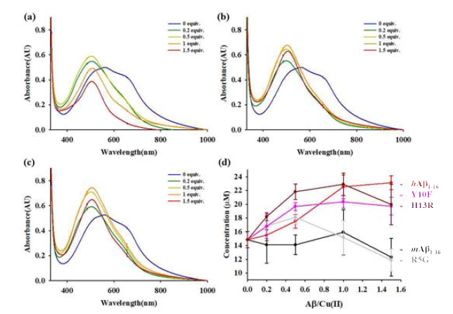 (a) Cu2+-R5G-Aβ1-16 의 Catecholase 반응성 확인 (b) Cu2+-Y10F-Aβ1-16 의 Catecholase 반응성 확인 c) Cu2+-H13R-Aβ1-16 의 Catecholase 반응성 확인 (d) (a), (b), (c) 반응을 통한 quinone 형성정도를 나타내는 그래프 (모든 실험은 pH 7.04에서 수행됨.)