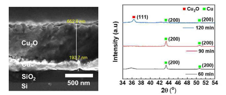 Si/SiO2 기판 위의 Cu 박막의 열처리 후 절단면의 SEM 이미지 (왼쪽). 열처리 조건에 따른 XRD 데이터 (오른쪽)
