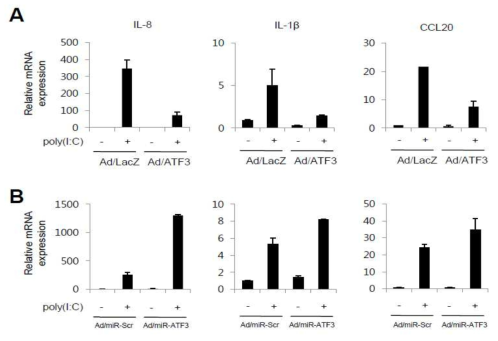 각질형성세포에서 poly(I:C)에 의한 cytokine 발현에 미치는 ATF3의 영향