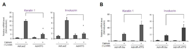 ATF3가 칼슘 유도 각질형성세포 분화에 미치는 영향