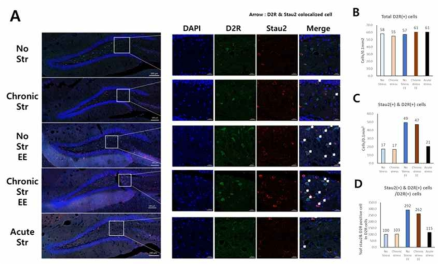 스트레스와 스트레스 회복을 받은 쥐의 해마에서 D2R과 Stau2 발현 변화 관찰 (n=1). (A) 스트레스와 환경 풍부화를 받은 쥐의 중격의지핵에서 D2R과 Stau2 발현 세포 변화 사진. (B) D2R 발현 세포 변화. (C) D2R과 Stau2를 같이 발현하는 세포 변화. (D)D2R 발현 세포에서 Stau2를 발현하는 비율 변화