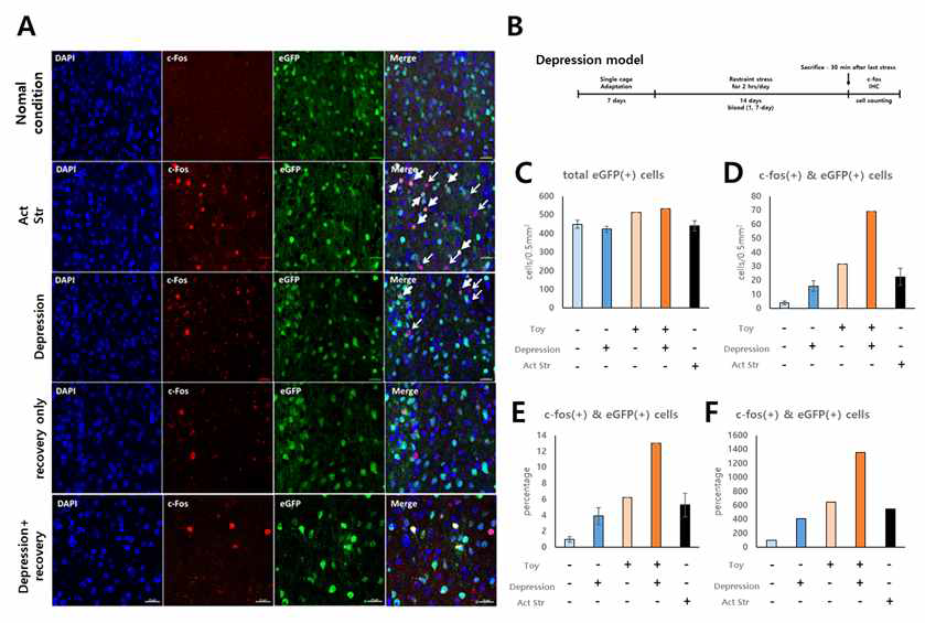 장기 구금 스트레스 및 EE를 통한 스트레스 회복 모델의 중격의지핵 D2R 발현 신경 세포의 활성 변화. (A)D2R-eGFP 쥐를 사용한 급성/장기적 구금 스트레스 모델 및 EE를 사용한 스트레스 회복 모델의 뇌 조직 면역형광 염색 실험을 통한 c-Fos 표지. (B) 스트레스 및 EE를 통한 스트레스 회복 유도 실험 디자인. (C) Metamorph 프로그램을 통한 중격의지핵 D2R 발현 신경 세포 수 분석. (D) NAc D2R-MSNs 중 c-Fos 발현 신경 세포의 수. (E) 전체 D2R-MSNs 중 c-Fos 발현 세포 수의 비율 (F) 정상군 대비 c-Fos 발현 변화율(n=2)