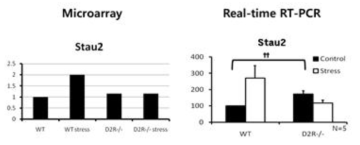 정상 쥐와 D2R이 결여된 쥐의 중뇌에서 스트레스에 따른 Stau2 발현 변화 관찰