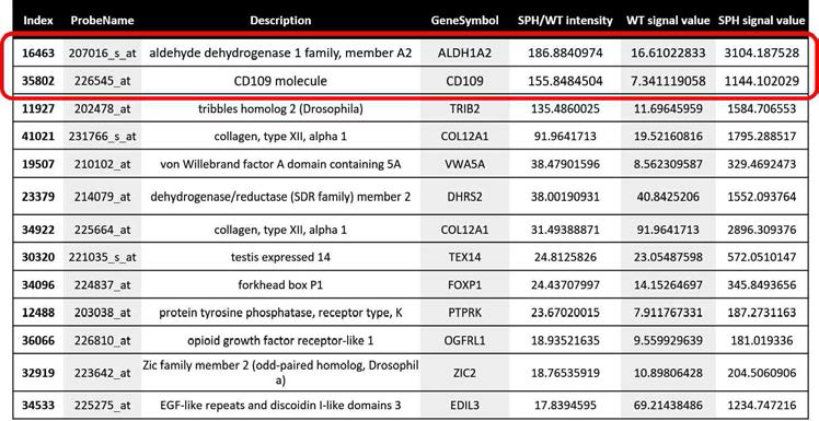 난소암 세포주 A2780와 난소암 줄기세포주 A2780-SP의 Microarray 분석