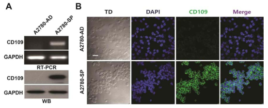 난소암 세포주 A2780과 암줄기세포주 A2780-SP에서 CD109 발현 분석
