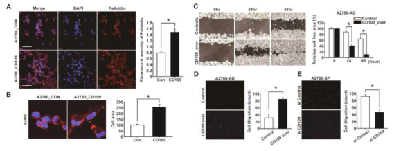 난소암 세포주 A2780에서 CD109 과발현에 의한 침윤성 및 이동성 분석