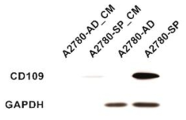난소암 세포주 A2780-AD와 난소암 암 줄기세포주 A2780-SP에서 CD109의 분비 확인