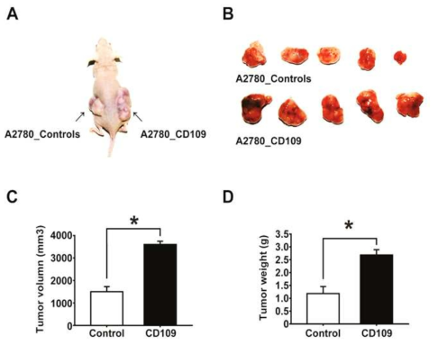 난소암 세포주 A2780에서 CD109 과발현에 의한 종양형성 능력 확인