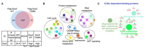 SOX2 T258A 와 WT에 결합하는 파트너 단백질 및 그 기능