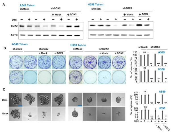 SOX2 Knock down이 폐암 세포 성장 및 3D-tumor sphere 형성에 미치는 영향