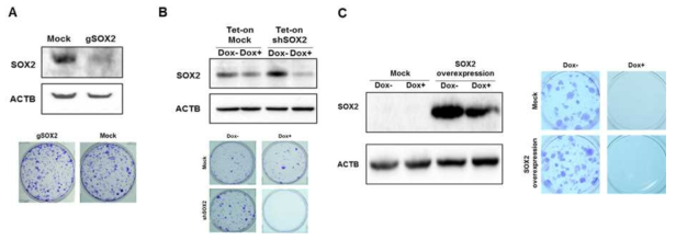 신장암 세포주에서 SOX2 발현저해가 세포 생존에 미치는 영향