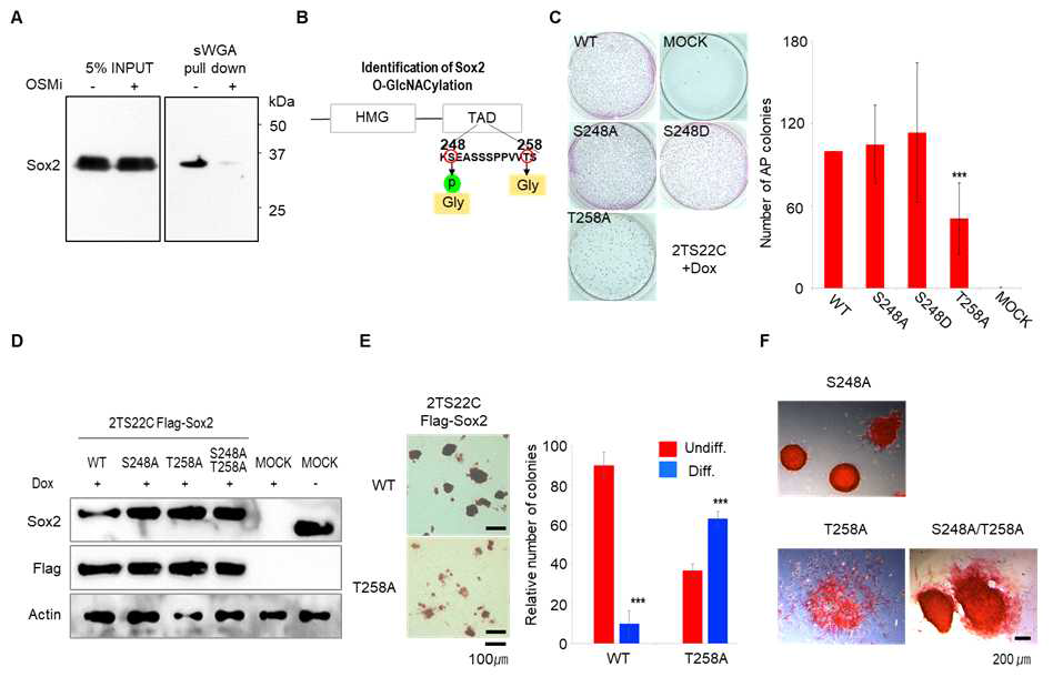 배아줄기세포의 자기재생능력에 현저한 영향을 주는 SOX2 수식화로 T258 O-GlcNAc화 발굴하고 검증함