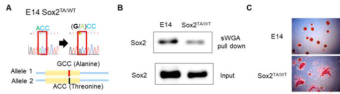 한쪽 allele에서 내재된 SOX2에 T258A 돌연변이를 도입한 배아줄기세포주 확립