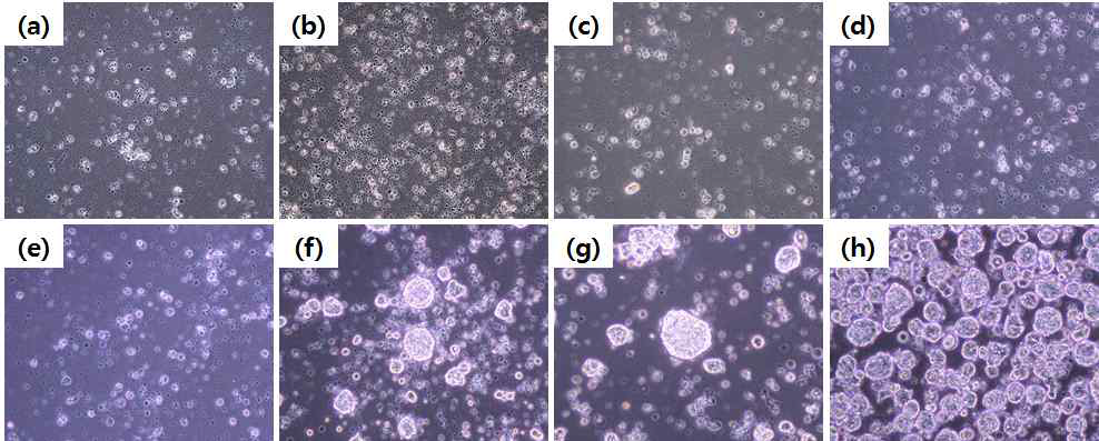 (a) Aa 0.546 nmol/cm2, 5×104 cell seeding, (b) DACH 0.149 nmol/cm2, 5×104 cell seeding, (c) Aa 0.105 nmol/cm2, 1×105 cell seeding, (d) Aa 2.004 nmol/cm2, 1×105 cell seeding, (e) DACH 1.249 nmol/cm2, 1×105 cell seeding, (f) Aa 0.105 nmol/cm2, 1×105 cell seeding, ROCK used, (g) Aa 2.004 nmol/cm2, 1×105 cell seeding, ROCK used, (h) DACH 1.249 nmol/cm2, 1×105 cell seeding , ROCK used