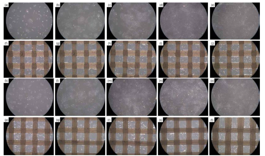 (a)부터 (j)는 8×105 세포를 싱글로 파종하였고, (k)부터 (t)는 8×105 세포를 싱글로 파종 시 ROCK inhibitor가 든 배지를 사용함. (a)에서 (e)와 (k)에서 (o)는 격자 외부, (f)에서 (j)와 (p)에서 (t)는 격자 내부임. (a,f,k,p) 1일, (b,g,l,q) 2일, (c,h,m,r) 3일, (d,i,n,s) 4일, (e,j,o,t) 5일, x100 배율로 촬영함