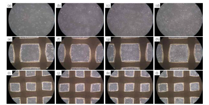 8×105 세포를 4.5mm, 1mm, 500μm 격자에 싱글로 파종하였고, (a) 부터 (d)는 4.5mm 격자, (e)부터 (h)는 1mm 격자, (i)부터 (l)는 500μm 격자에 파종함. (a,e,j) 1일, (b,f,j) 2일, (c,g,k) 3일, (d,h,l) 4일, x100 배율로 촬영함