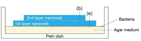 Method of evaluation of barrier property.; (a) Contact surface with bacteria, (b) Contact surface with 1st layer