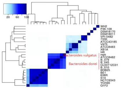 24개 Bacteroides 균주의 공유하는 단백질 비율