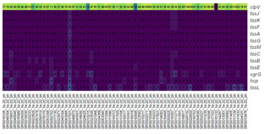 장내 마이크로바이옴에서 발견된 Proteobacteria문 T6SS 주요 유전자 개수