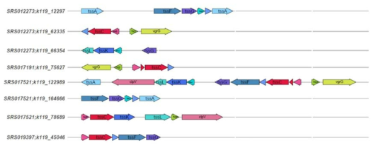 contig내 다수의 T6SS 중심 유전자와 상동성을 보인 결과의 구조