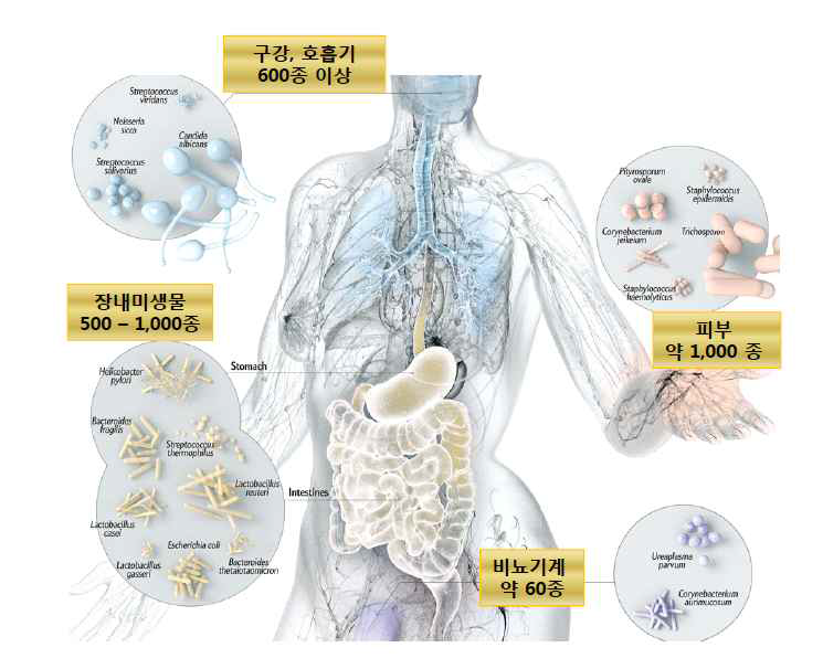 인체 부위별 공생미생물의 종의 수 비교