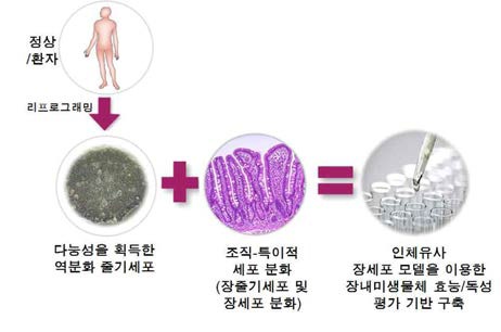 줄기세포기술을 활용한 새로운 장세포모델 구축