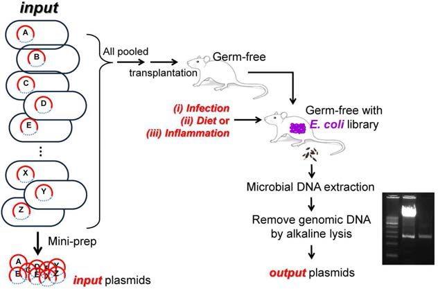 CONTAGE 플랫폼을 통한 유전자 스크리닝 흐름도. DH10B 클론들을 모두 혼합한 master batch (MB)를 준비하고, MB로부터 mini-prep을 통해 plasmid를 추출하고 이를 input set로 함. 혼합 라이브러리를 germ-free 마우스에 이식하고 다양한 실험조건 (예, 감염, 식이, 염증 등)을 가함. 마우스 장 (혹은 마우스 분변)으로부터 DH10B 라이브러리를 분리한후, plasmid를 추출하여 이를 output set로 함. 이 후 NGS shot gun 서열분석을 통해 input과 output set를 비교 분석함