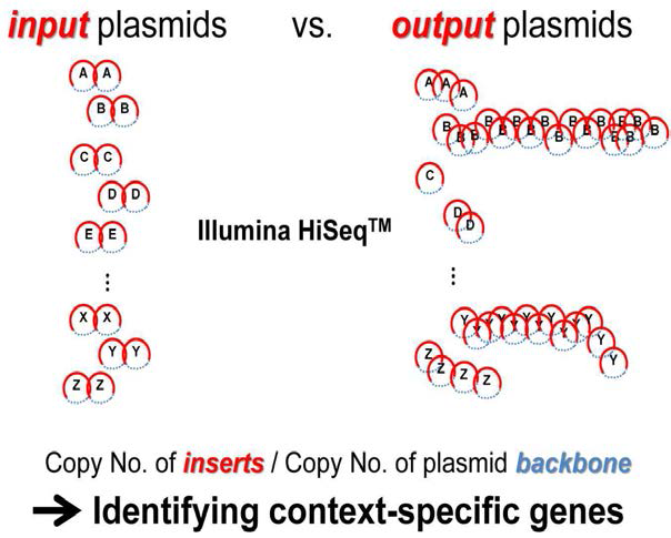 Plasmid shot gut sequencing 을 통한 input과 output 유전자 copy number 비교. input과 output set가 분리되면, random fragmentation을 통해 플라즈미드를 짧은 조각으로 만든 후, 이들의 서열을 분석함. 이때, pBR322 backbone 서열을 각 set의 플라즈미드 전체 copy number로 결정하고 이들의 sequence read로 각 삽입된 유전자들의 copy number를 normalization하여 각 유전자의 copy number를 결정함. 왼쪽 그림에서처럼 B 서열 및 Y 서열을 포함하는 플라즈 미드가 많이 존재하게 되면 이러한 변화가 반영된 sequencing 결과가 예상됨