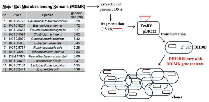 공생 미생물 유래 DNA를 이용한 genomic DNA 라이브러리 구축 흐름도