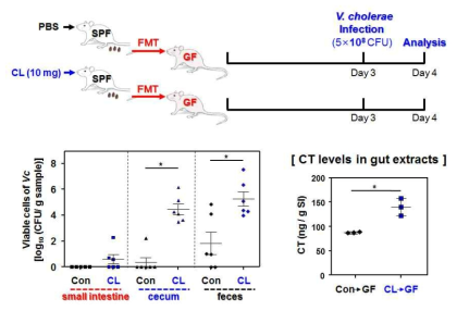 CL이 처리된 마우스의 분변을 GF 마우스에 이식한 후 콜레라균 감염에 따른 감염 증상