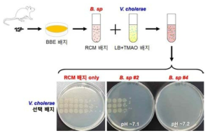 Bacteroides 속에 속하는 단일 종에 의한 콜레라균 사멸