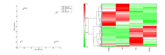 대사체 분석 결과. PCA 분석 (왼쪽)과 heatmap (오른쪽). Con (대조구), Vc (항생제 비처리 -콜레라균 감염), CL (CL 처리구), CLVc (CL처리후 콜레라균 감염)