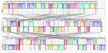 B. longum 분리주의 genome alignment 결과