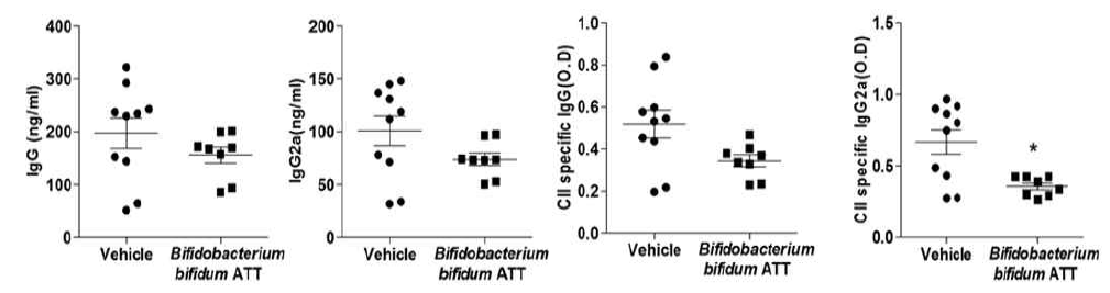 B. bifidum ATT의 효능 확인 – CIA 모델에서의 항체 생성