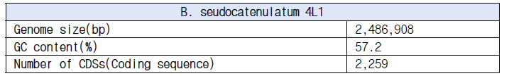 B. lpseudocatenulatum 4L1의 genome 기본 정보