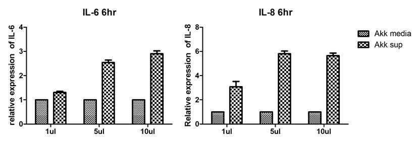 인간 세포주에 Akkermansia muciniphila sup 처리 후 IL-6와 IL-8의 변화