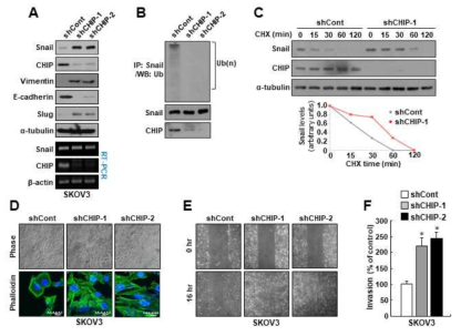 CHIP 단백질이 in vitro 암전이 촉진 능력에 미치는 영향