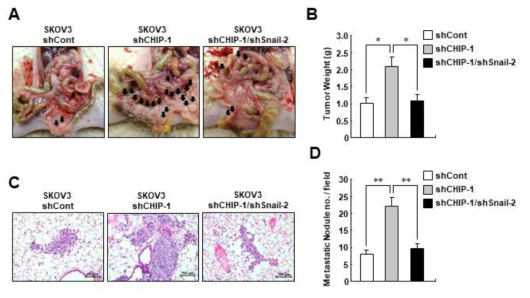 CHIP의 발현 억제를 통한 in vivo 암전이 촉진 능력에 미치는 Snail의 영향
