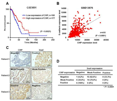 Ovarian cancer 환자 조직에서 p38 kinase와 Snail 단백질 발현의 상관관계