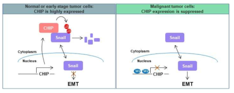 E3 ubiquitin ligase CHIP에 의한 Snail 단백질의 발현 조절 기작