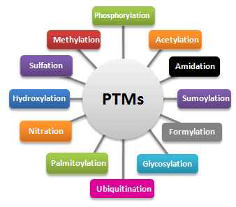 다양한 종류의 단백질 PTM